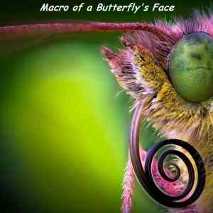 Obrázek 'ButterflyFace'