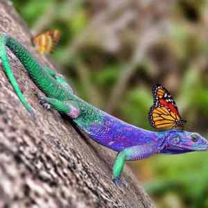 Obrázek 'Butterfly and lizard'