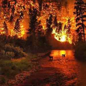Obrázek 'California on fire'
