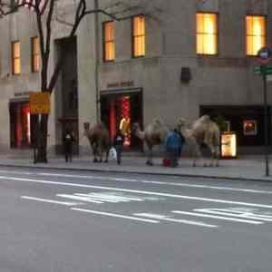 Obrázek 'Camels street'