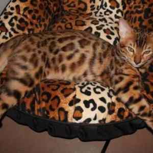 Obrázek 'Camouflage-cat'