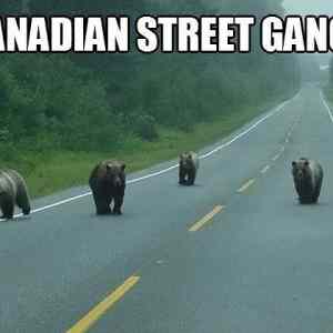Obrázek 'Canadian Street Gangs'