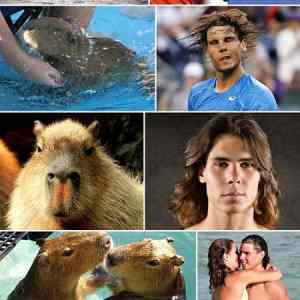 Obrázek 'Capybaras that look like Rafael Nadal - 16-04-2012'