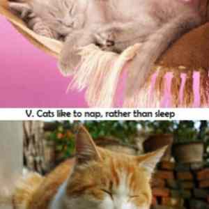 Obrázek 'Cat Facts'