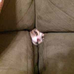 Obrázek 'Cat Imprisoned in Couch'