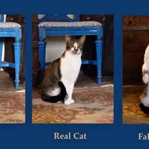 Obrázek 'Cat cat cat'