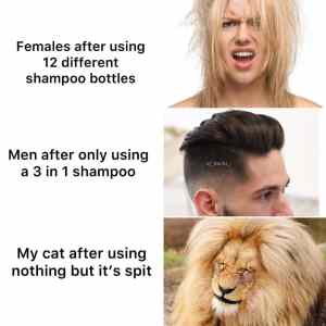 Obrázek 'Cat&nbsp;coiffe'