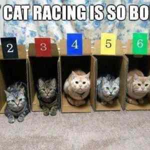 Obrázek 'Cat racing'