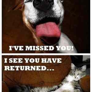 Obrázek 'Cat vs dog - 10-05-2012'