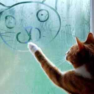 Obrázek 'Catart'