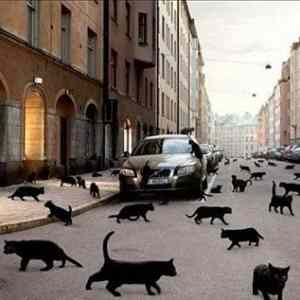 Obrázek 'Catpocalypse 30-01-2012'