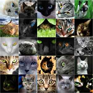 Obrázek 'Cats Eyes'