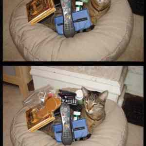Obrázek 'Cats dont give a F'