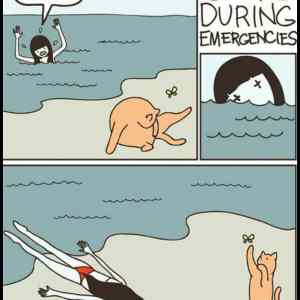 Obrázek 'Cats during emergencies'
