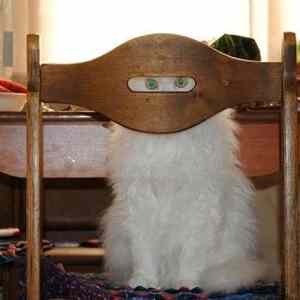 Obrázek 'Catsoon'