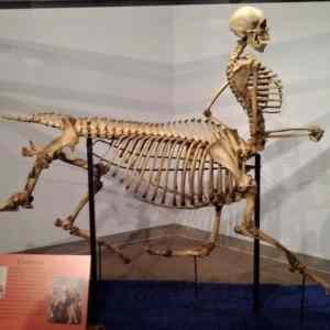 Obrázek 'Centaur skeleton 14-01-2012'