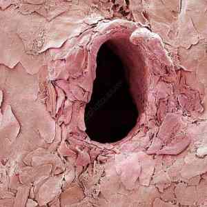 Obrázek 'Cerv&nbsp;kozni'