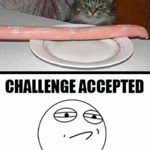 Obrázek 'ChallengeAccepted cat'