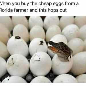 Obrázek 'CheapEggs'