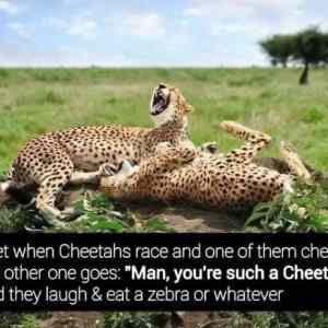 Obrázek 'Cheetahs Race'
