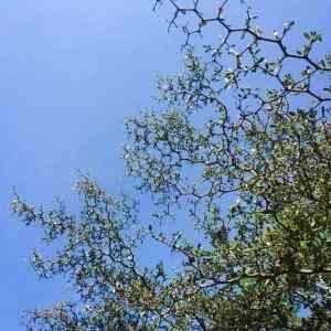 Obrázek 'Chemistree'