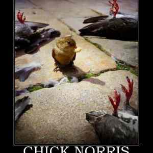 Obrázek 'Chick'