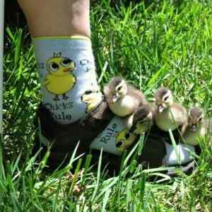 Obrázek 'Chicks rule'