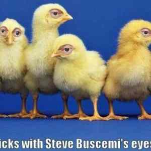 Obrázek 'Chicks with SB eyes'