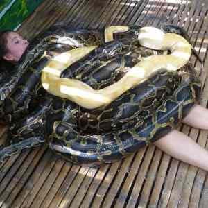 Obrázek 'Chillin With SnakeS'