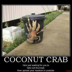 Obrázek 'Coconut crab reaction'