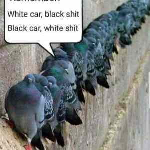 Obrázek 'Color coordinated pigeons'
