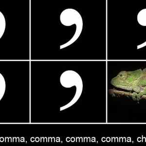 Obrázek 'Comma chameleon - 22-05-2012'