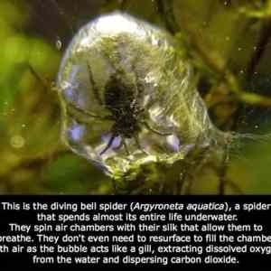 Obrázek 'Cool Underwater Spider'