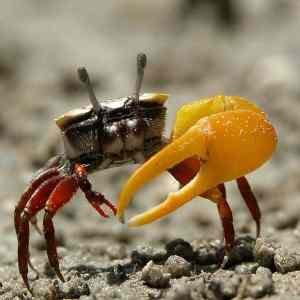 Obrázek 'Coolcrab'