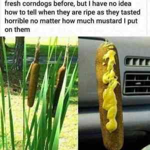Obrázek 'CornDog'