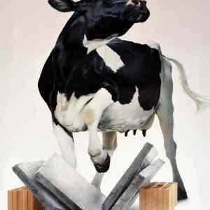 Obrázek 'Cow 1 19-02-2012'