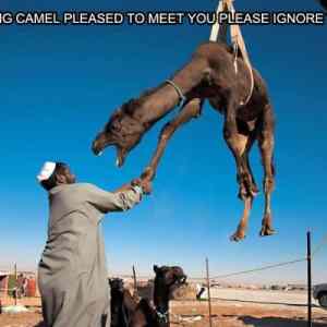 Obrázek 'Crane camel'
