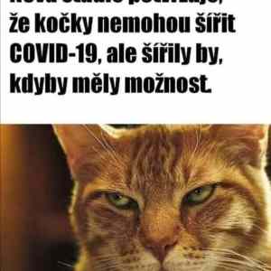 Obrázek 'Crazy pussy'