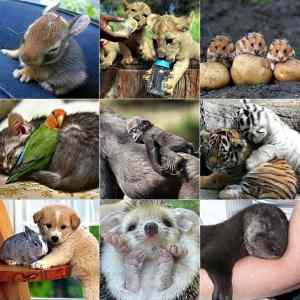 Obrázek 'Cutie Baby Animals'