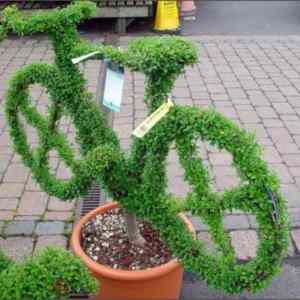 Obrázek 'Cyklo ziivy plot'
