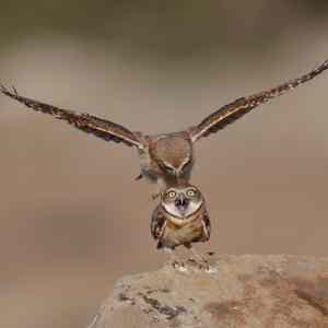Obrázek 'Dafuq owl'