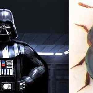 Obrázek 'Darth Vader i Agathidium vaderi'