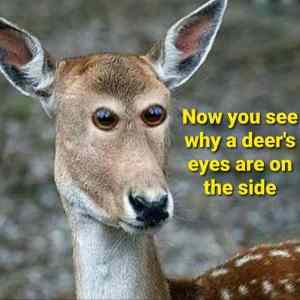 Obrázek 'Deers looking at you kid'