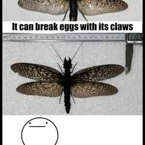 Obrázek 'Destroy-it-with-fire'