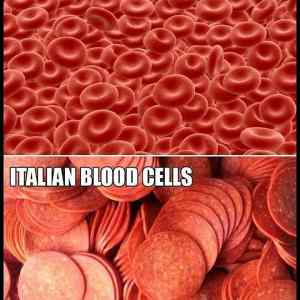 Obrázek 'Different Human Blood Cells'