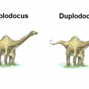 Obrázek 'Diplodocus'