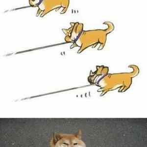 Obrázek 'Dog 03-02-2012'