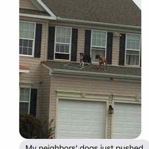 Obrázek 'Dog Party On The Roof'