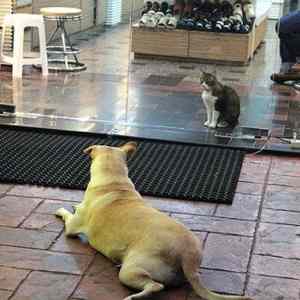 Obrázek 'Dog and Cat Glass Door Standoff'