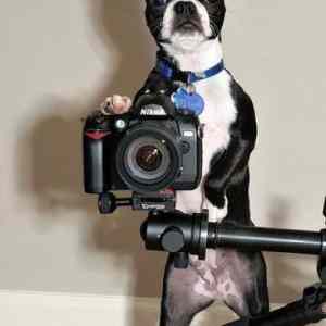 Obrázek 'Dog photographer '